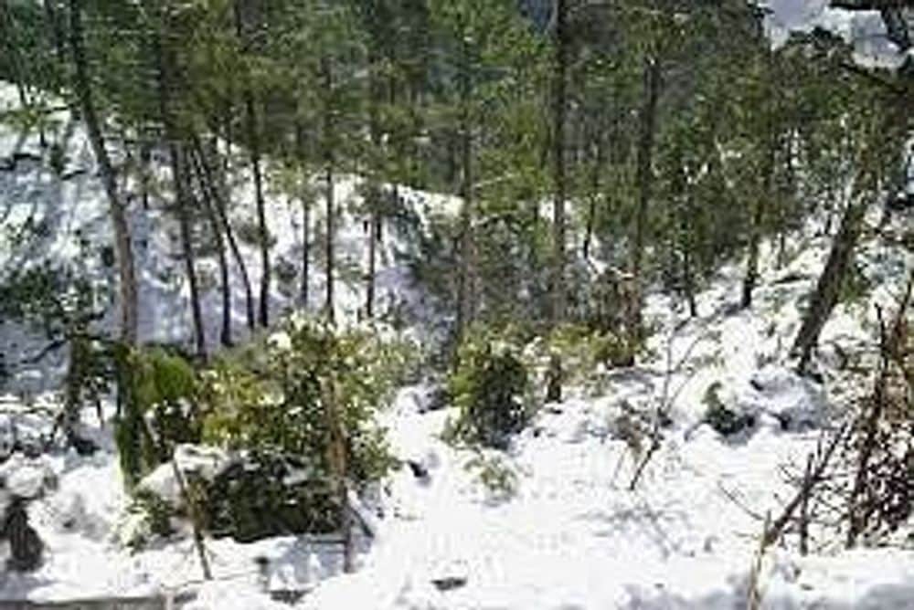 9 Day Wellness Camp in the Breathtaking Valley of Flowers, India 8