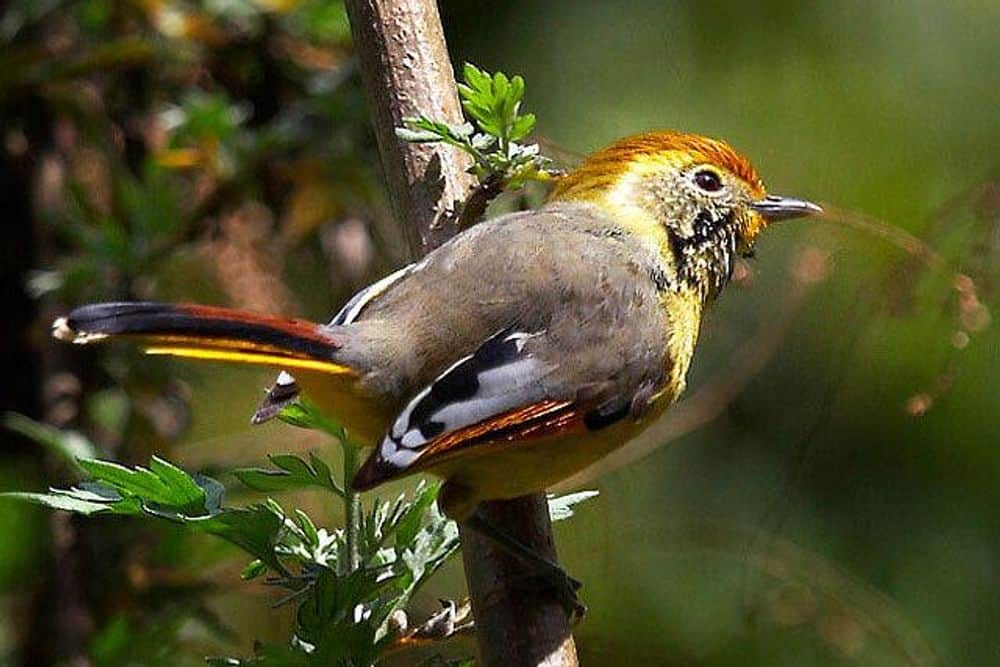 9 Day Wellness Camp in the Breathtaking Valley of Flowers, India 7