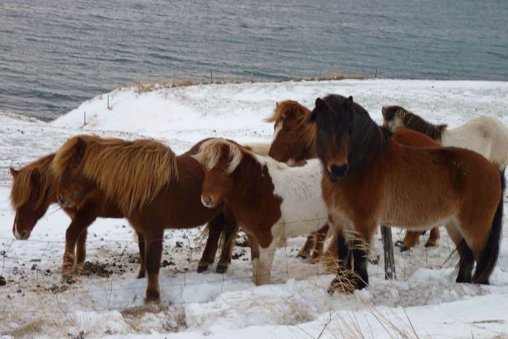 6 Day Yoga & Hike Northern Lights Retreat, Iceland 7