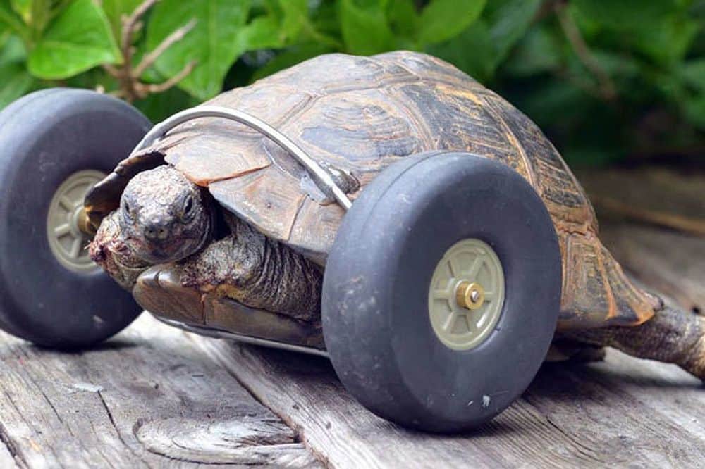 11 Day Yoga with Tortoises in Magical Ethiopia 4