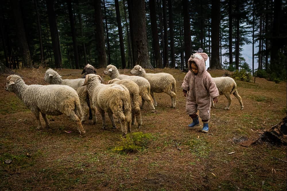 6 Day Inner Sanctuary Himalayan Retreat in Himachal Pradesh,India 4