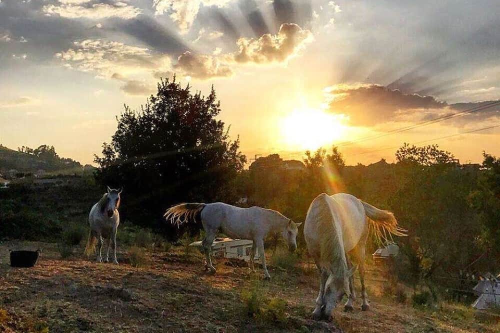 5 Day Animal Communication & Meditation Retreat, Portugal 1