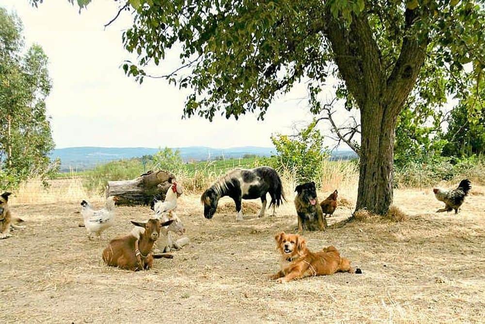 5 Day Animal Communication & Meditation Retreat, Portugal 6