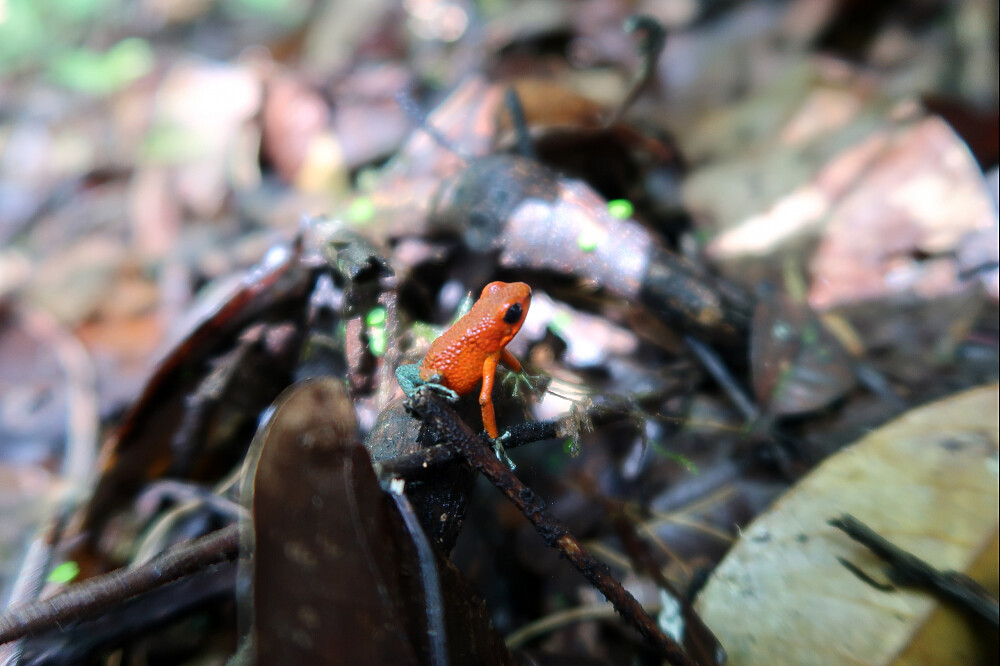 5 Day Yoga Retreat: River, Waterfalls and Massage in Costa Rica 7