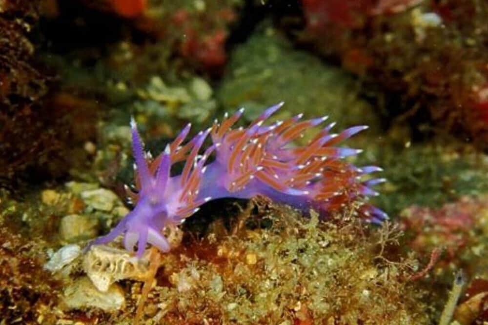 4 Day Recharging Yoga and Diving Retreat in Costa Tropical, Spain 8