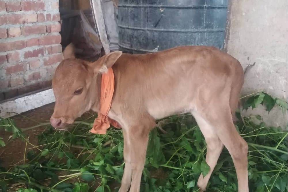 25 Day 200 Hour Hatha & Ashtanga Vinyasa YTTC in Rishikesh, India 7