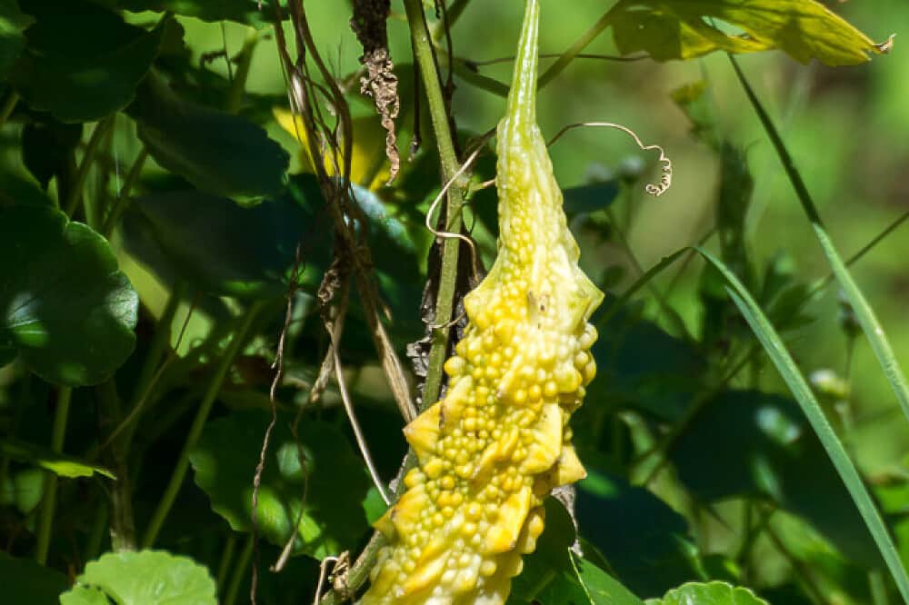 6 Day Yoga, Waterfall Tour and Spice Planting Retreat, Sri Lanka 7