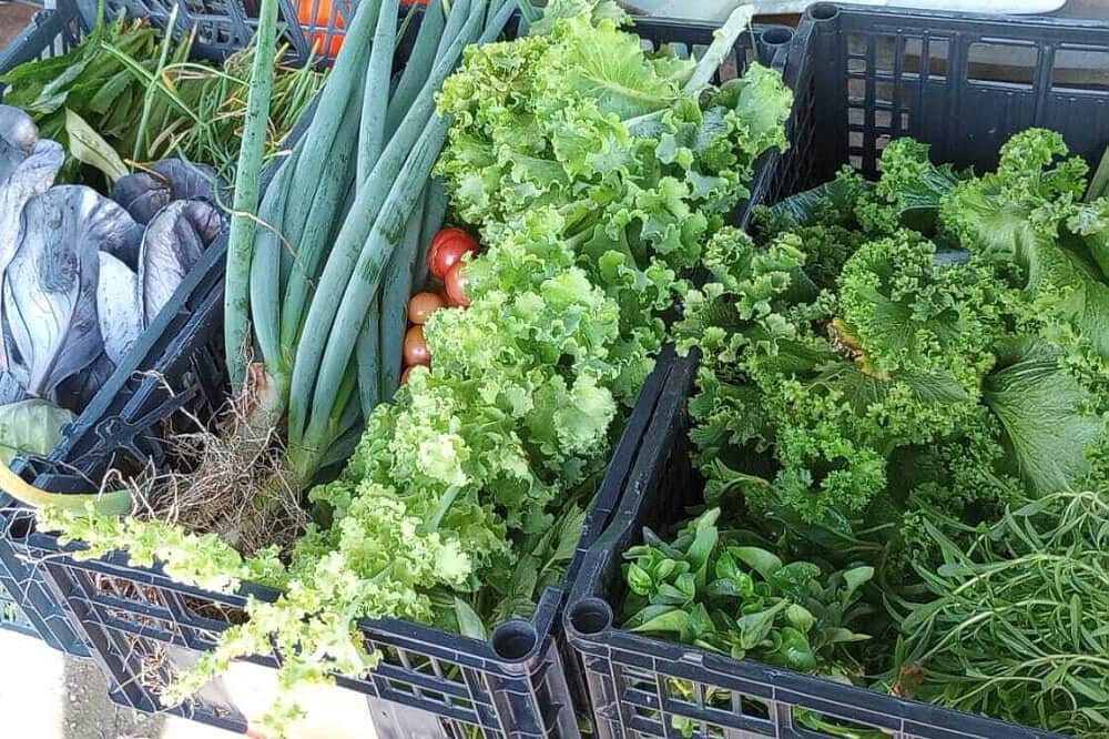 7 Day Private Rainforest Yoga Holiday in Lake Arenal, Costa Rica 6