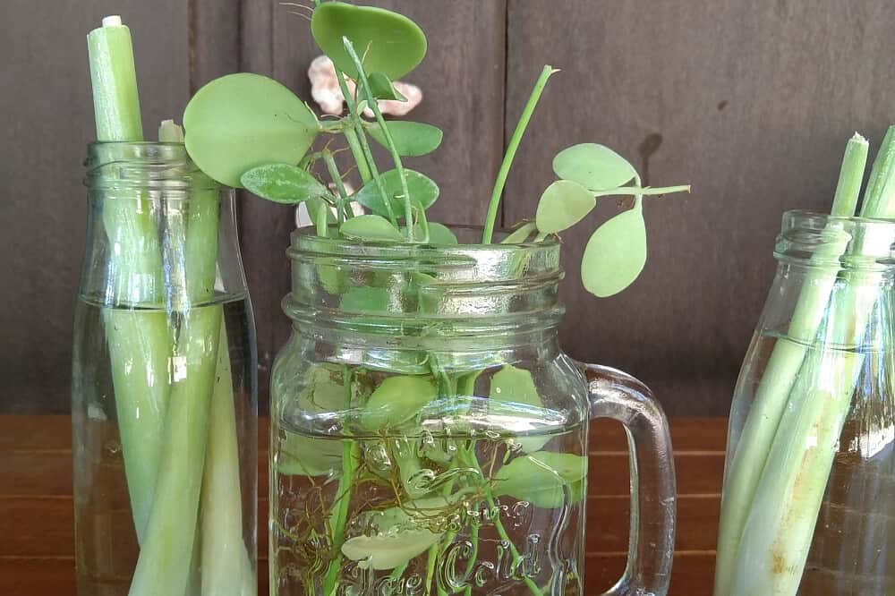 6 Day 50 Hours Pranayama/Breathwork Teacher Training in Thailand 8