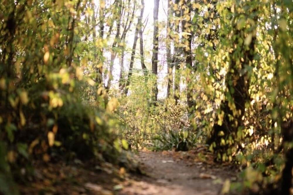 7 Day Summer Trust Retreat on Olympic Peninsula 4