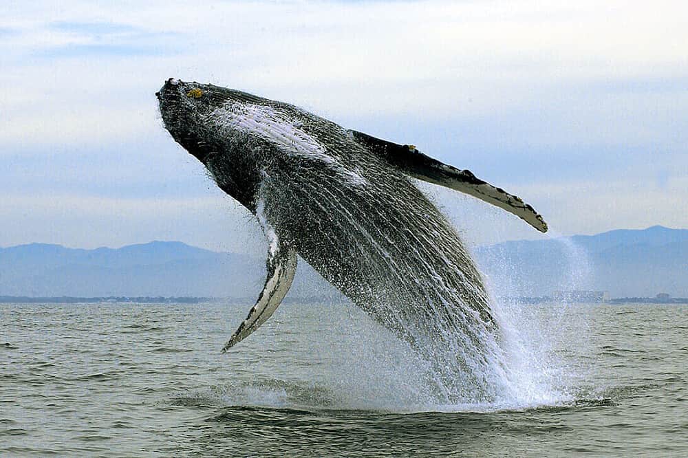 6 Day Women's SUP & Yoga Adventure Retreat in Jalisco, Mexico 6