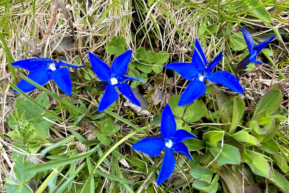 6 Day High Alpine Yoga & Hike Retreat Pontresina, Switzerland 4