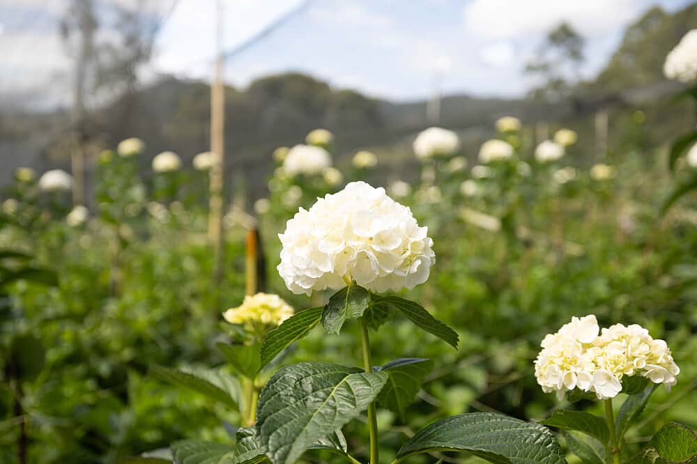 5 Day Luxury Retreat & Holistic Wellness Experience in Colombia 3