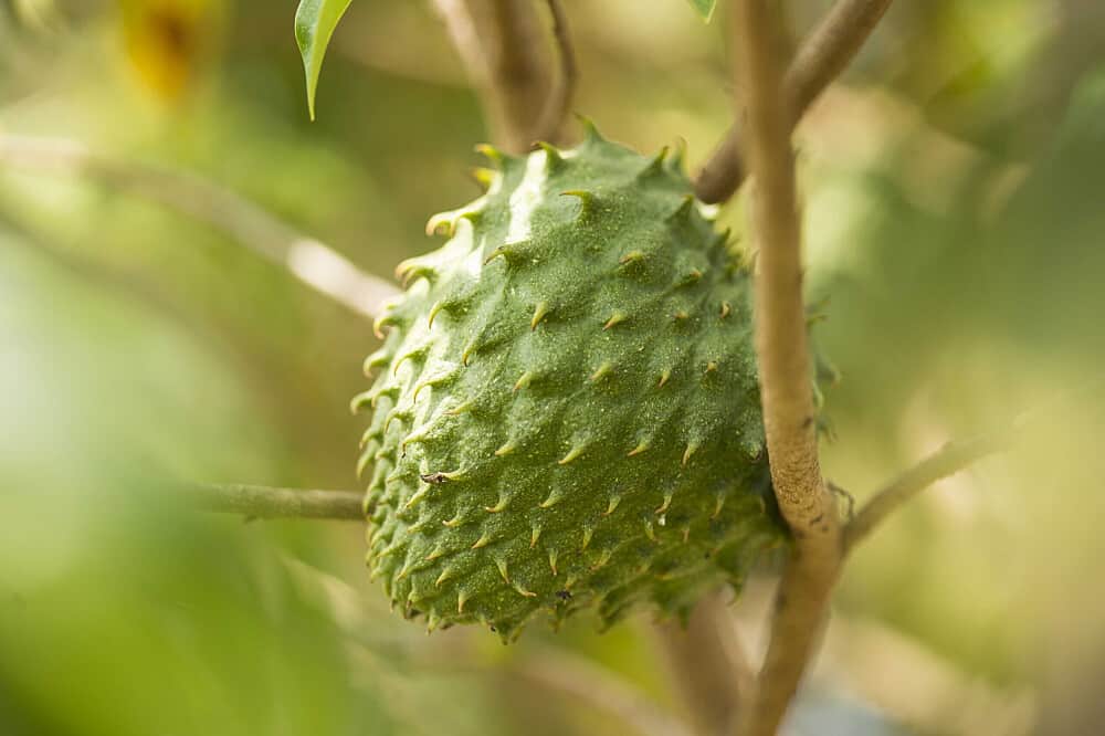 7 Day Spiritual Wellness and Yoga Retreat, in South India 2