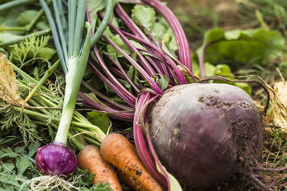 7 Day Spiritual Wellness and Yoga Retreat, in South India 4