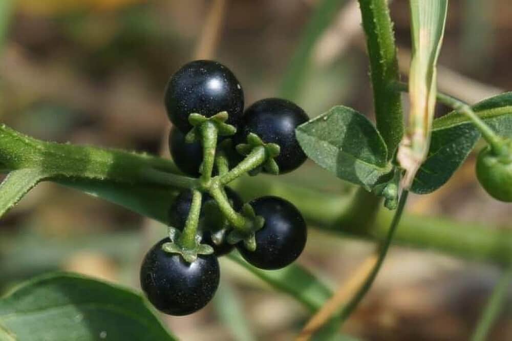 7 Day Spiritual Wellness and Yoga Retreat, in South India 5