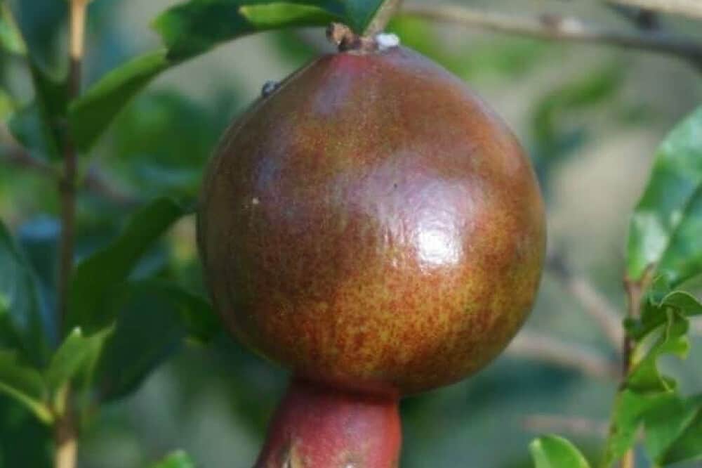 7 Day Spiritual Wellness and Yoga Retreat, in South India 6