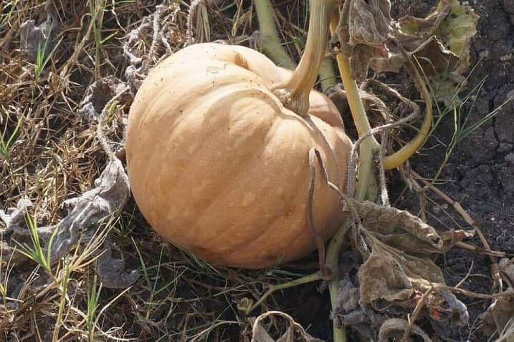 7 Day Spiritual Wellness and Yoga Retreat, in South India 7