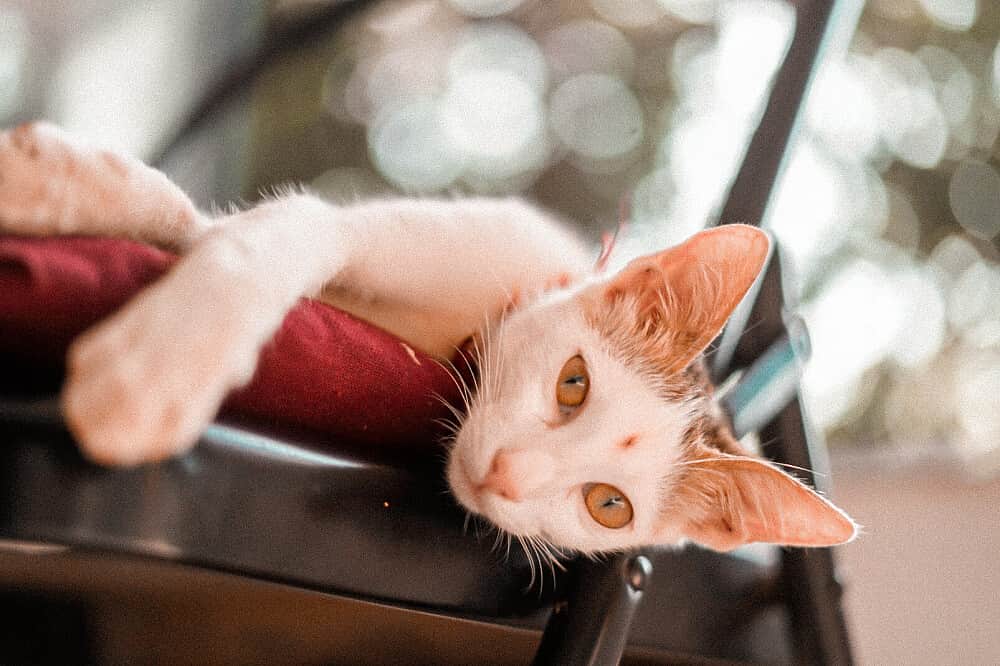 47 Day 500 Hour Complete Yoga Teacher Training in Goa, India 7