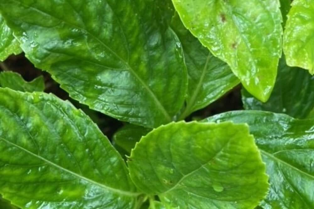 9 Day Shaped by The Flow Retreat for Gay & Queer Men, The Azores 8