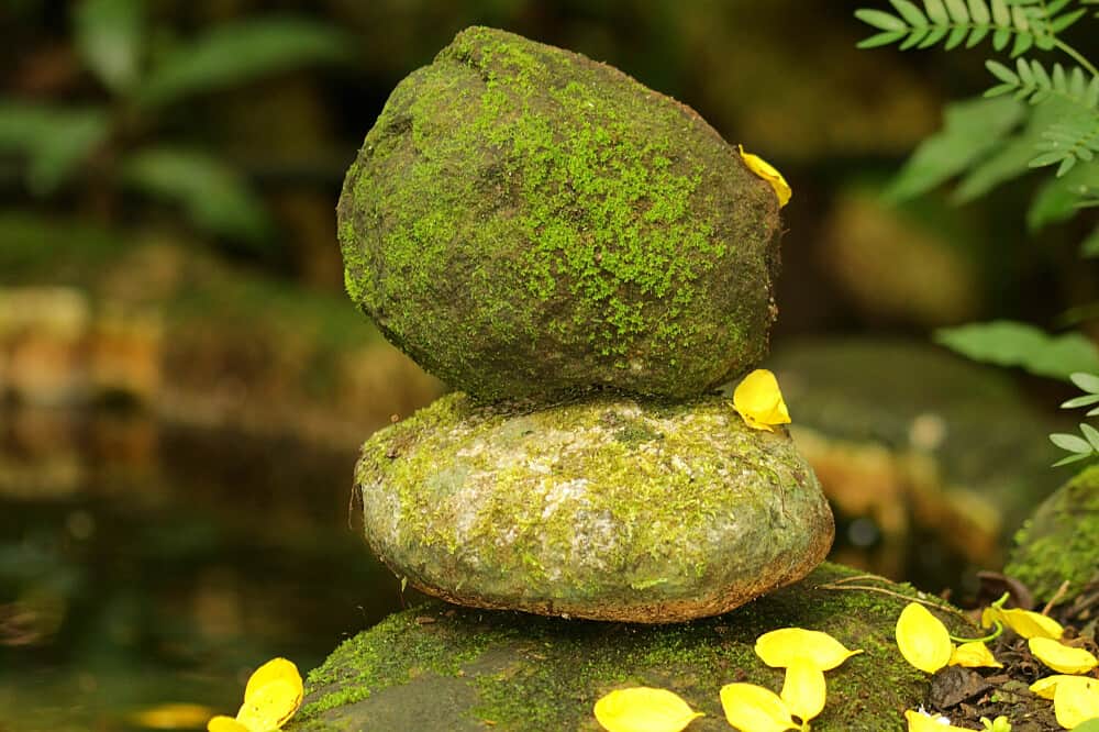 3 Day Earth Heart Connection-Qigong Nature Discovery, Philippines 4