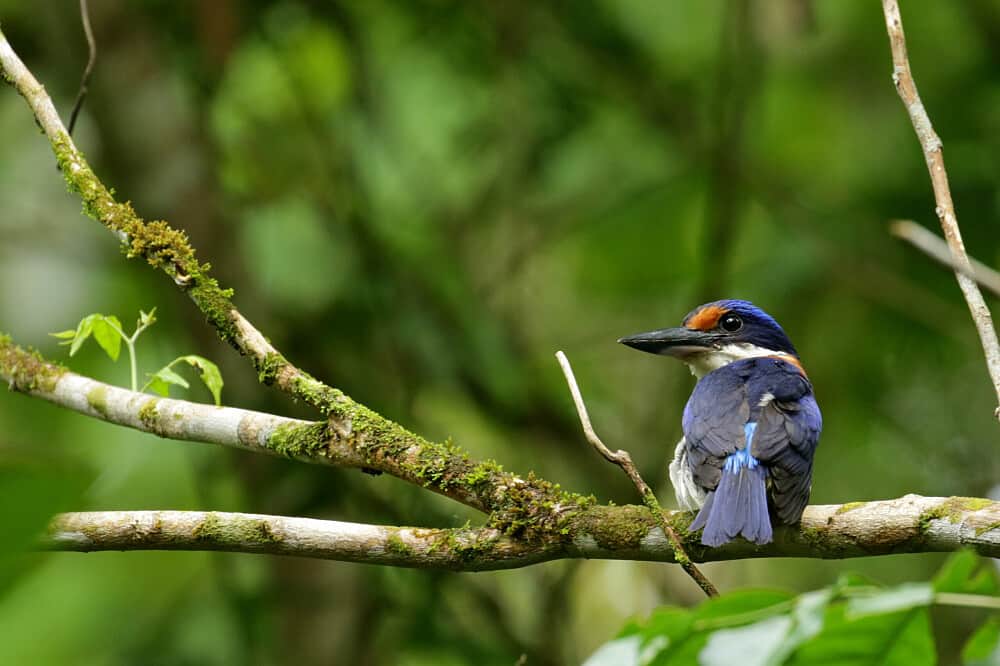 3 Day Earth Heart Connection-Qigong Nature Discovery, Philippines 8