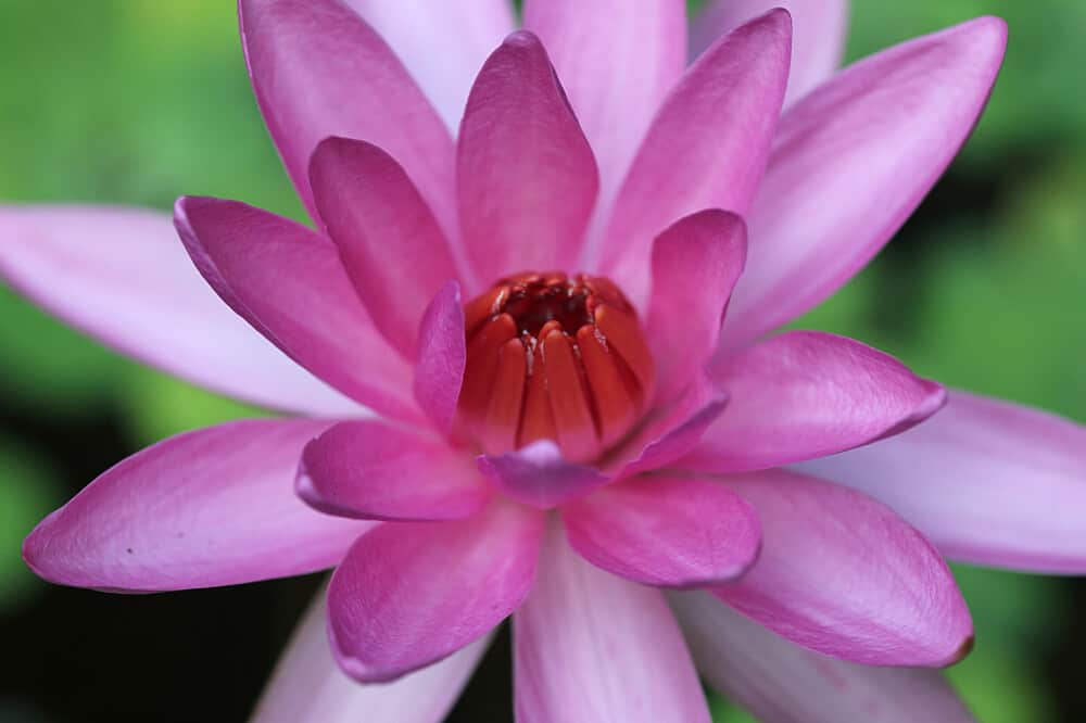 3 Day Earth Heart Connection-Qigong Nature Discovery, Philippines 1