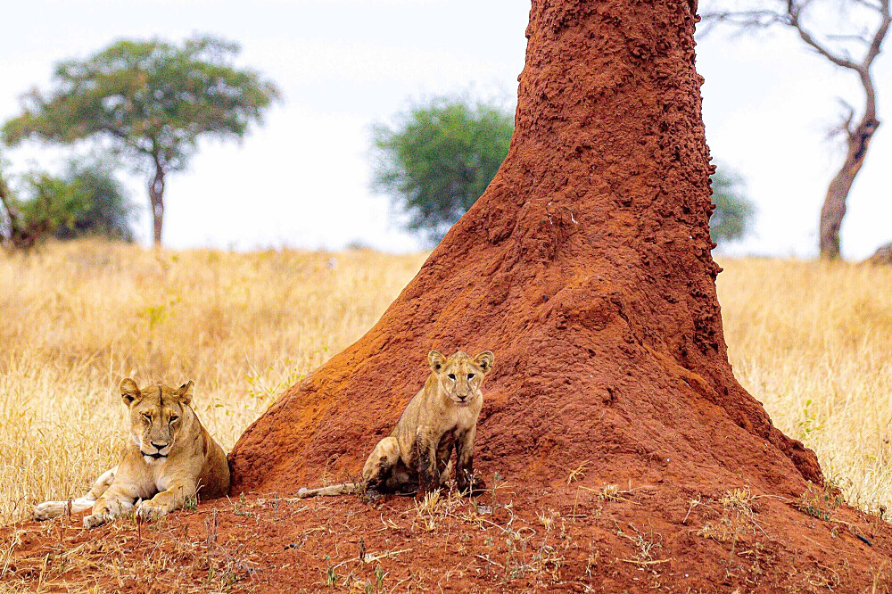 13 Day Rejuvenating Retreat: Yoga, Safari & Bliss in Tanzania 4