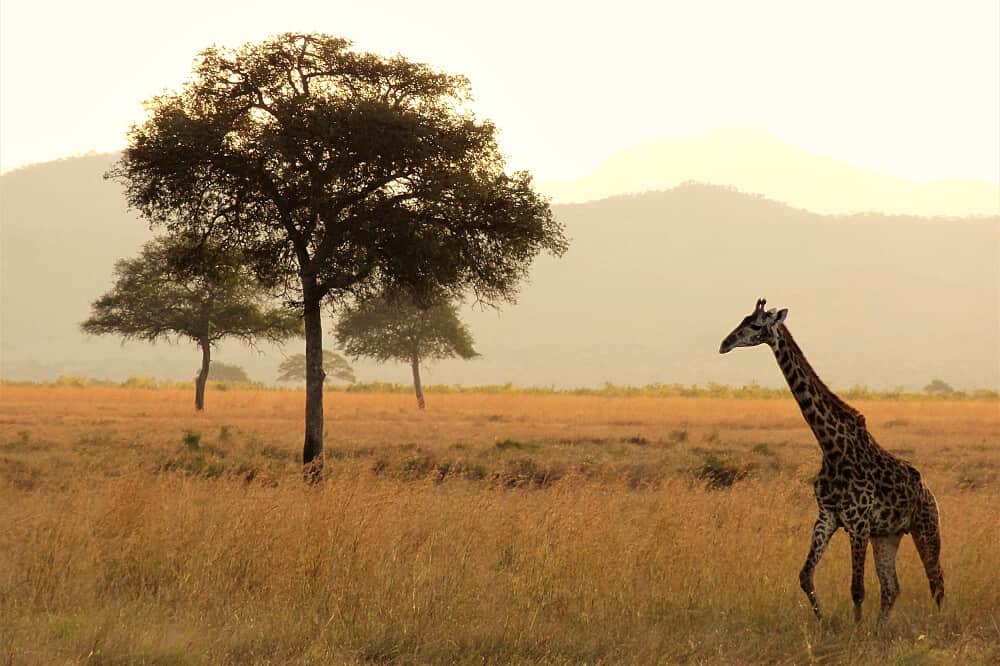 13 Day Rejuvenating Retreat: Yoga, Safari & Bliss in Tanzania 5