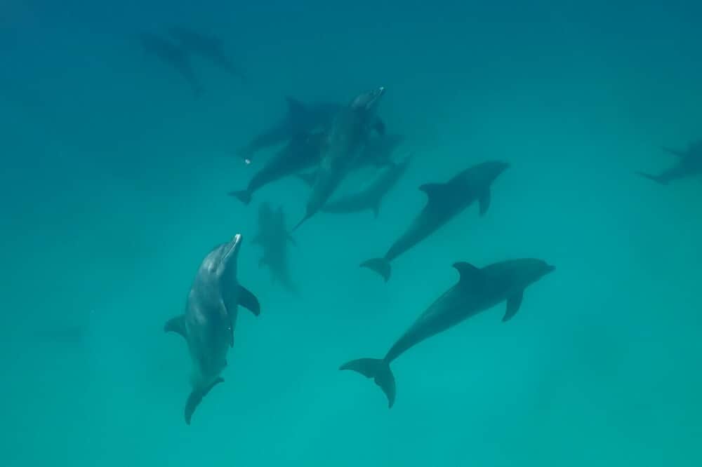 8 Day Sacred Dolphin Journey on a Private Yacht in Egypt 7