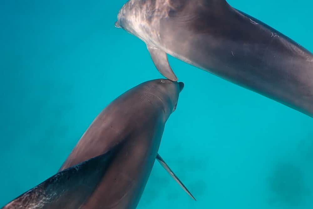 8 Day Sacred Dolphin Journey on a Private Yacht in Egypt 8