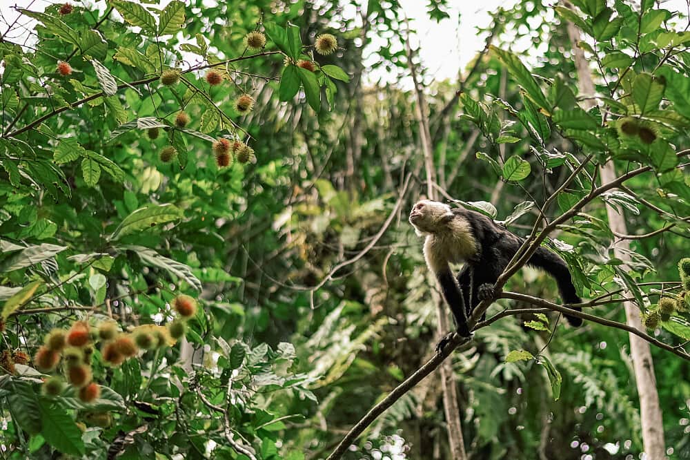 7 Day Priestess Path Solo / Private Retreat in Costa Rica 6