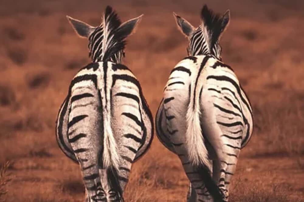 8 Day Yoga & Safari Retreat in Botswana 6