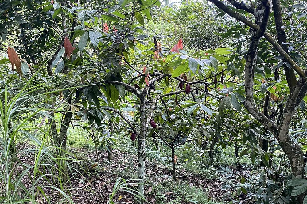 21 Day 200 Hour Yoga Teacher Training in Bali, Indonesia 6