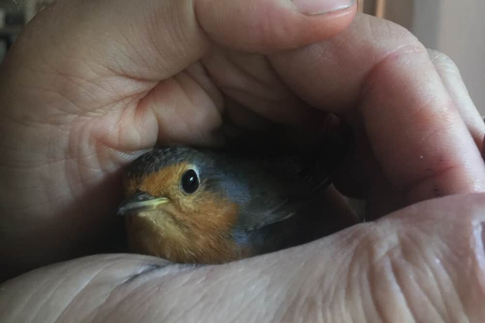 4 Day Darkness Retreat , Dark Retreat, Dunkelretreat with Professional InspirAre Soul Coaching 7