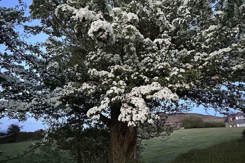 9 Day The Enchanted Island Retreat in Kinvarra, Ireland 2