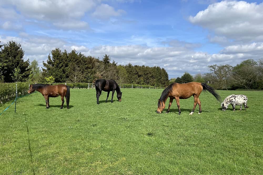 4 Day Equine & Essences Holistic Wellbeing Retreat, Essex, UK 2