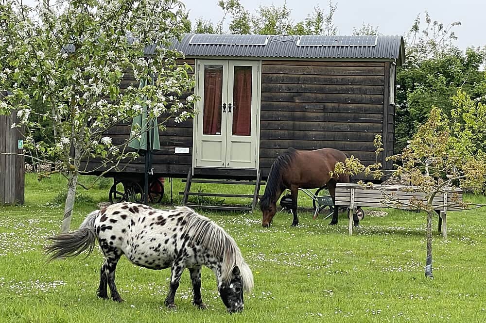 4 Day Equine & Essences Holistic Wellbeing Retreat, Essex, UK 1