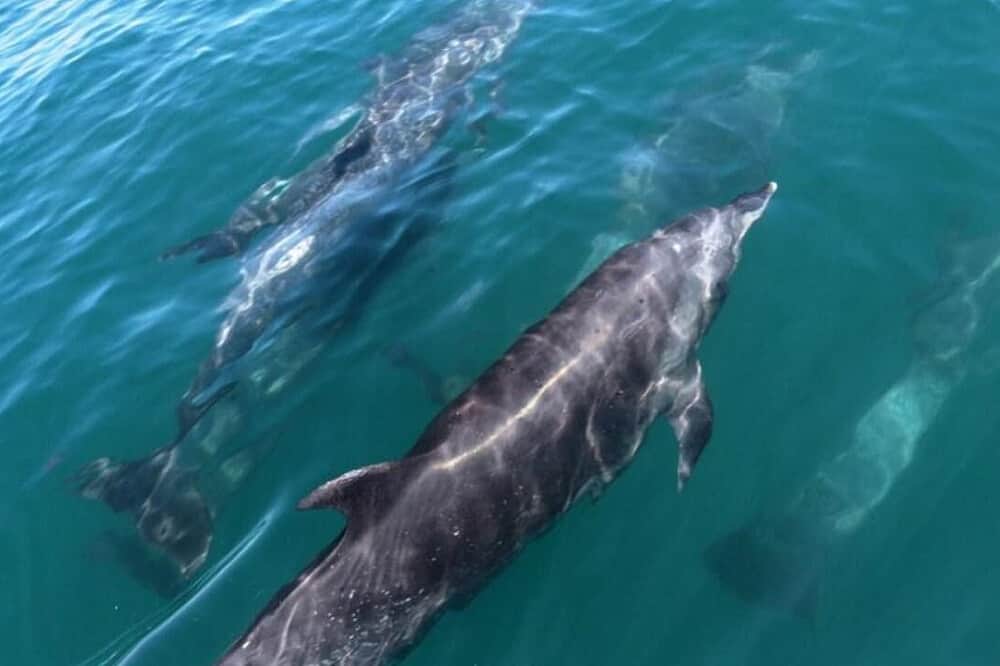 26 Day 200 HR 'Transform Your Passion" Integral YTT, Costa Rica 4