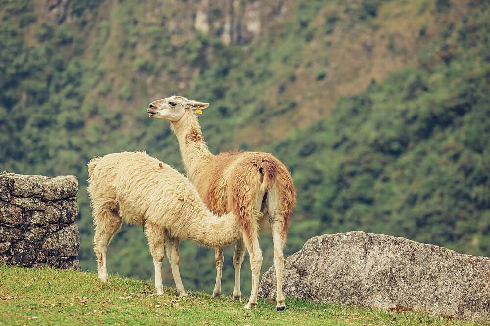 2 Day Alpaca Yoga Retreat and Llama Farm Experience in Peru 8