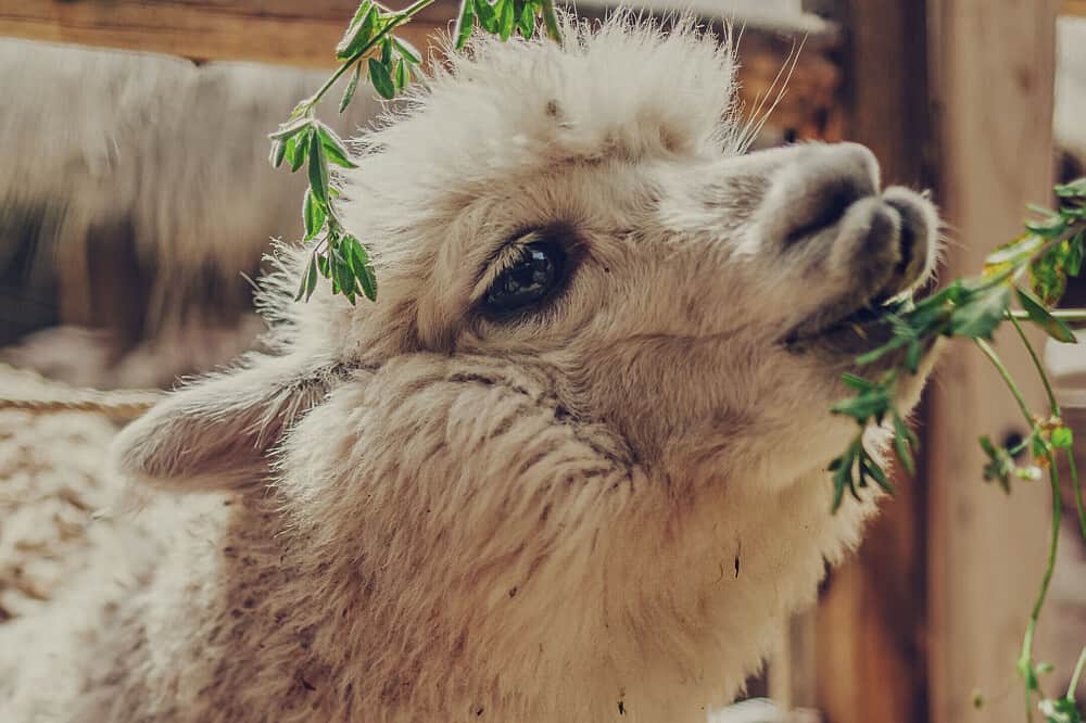 2 Day Alpaca Yoga Retreat and Llama Farm Experience in Peru 4