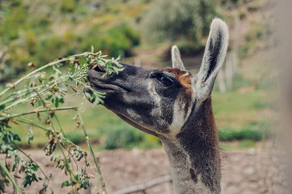 2 Day Alpaca Yoga Retreat and Llama Farm Experience in Peru 5
