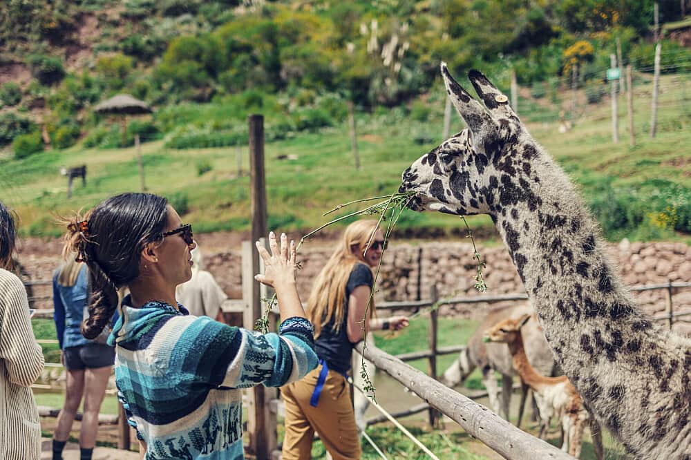 2 Day Alpaca Yoga Retreat and Llama Farm Experience in Peru 1