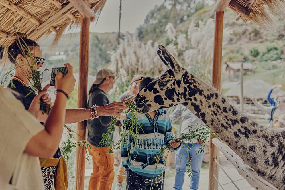 2 Day Alpaca Yoga Retreat and Llama Farm Experience in Peru 6