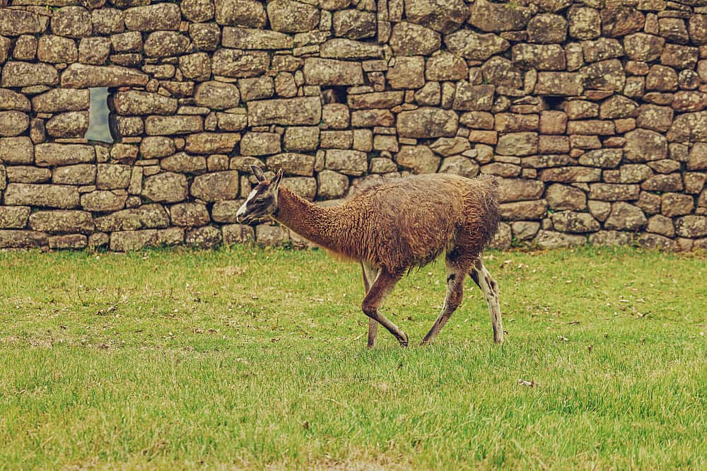 2 Day Alpaca Yoga Retreat and Llama Farm Experience in Peru 7