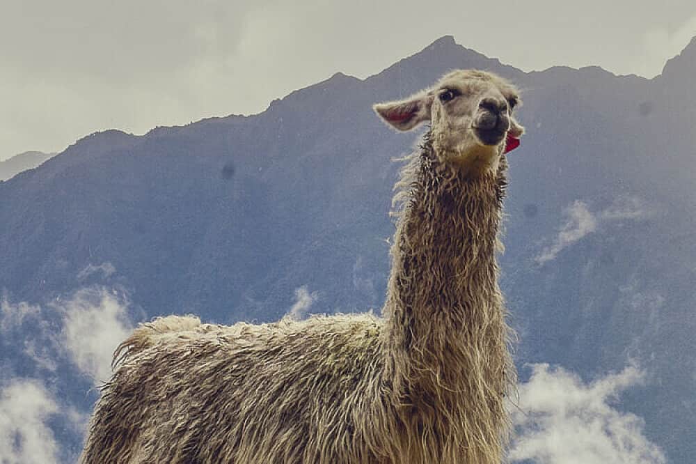 4 Day Llama Retreat Trek To Machu Picchu, Peru 1