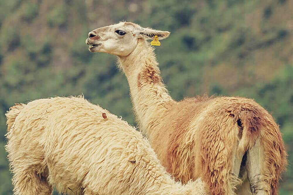 4 Day Llama Retreat Trek To Machu Picchu, Peru 2