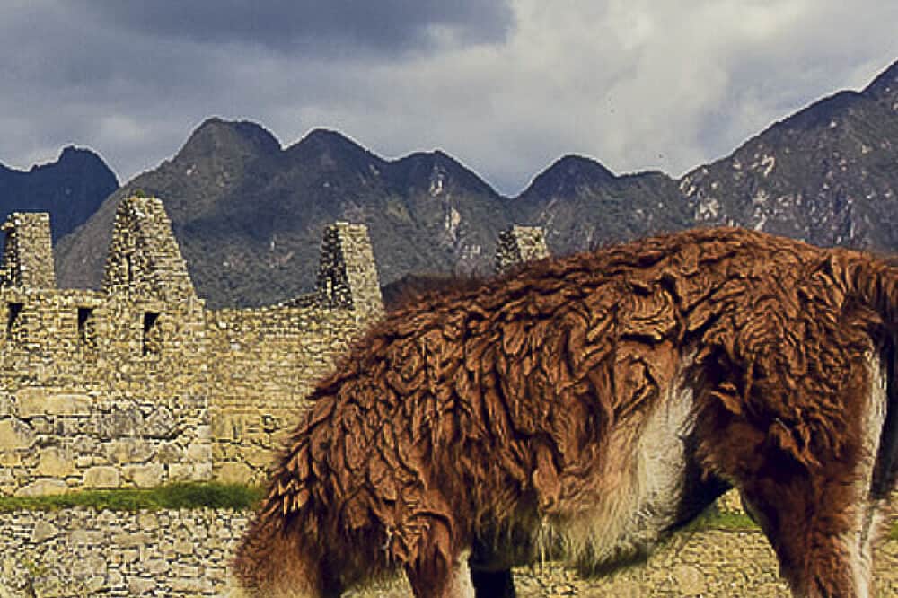 4 Day Llama Retreat Trek To Machu Picchu, Peru 5