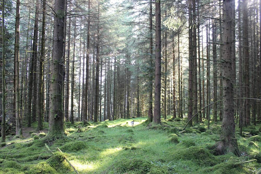 3 Day Yoga & Somatics Weekend Retreat in Wicklow, Ireland 3