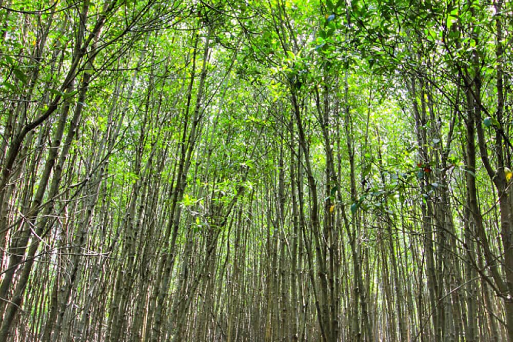 4 Day Nature Wellness Retreat Program in Hua Hin, Thailand 8